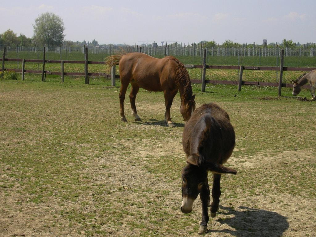 Agriturismo Casa Carpanelli Nonantola ภายนอก รูปภาพ