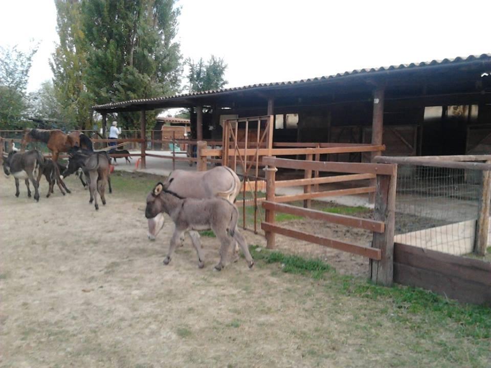 Agriturismo Casa Carpanelli Nonantola ภายนอก รูปภาพ
