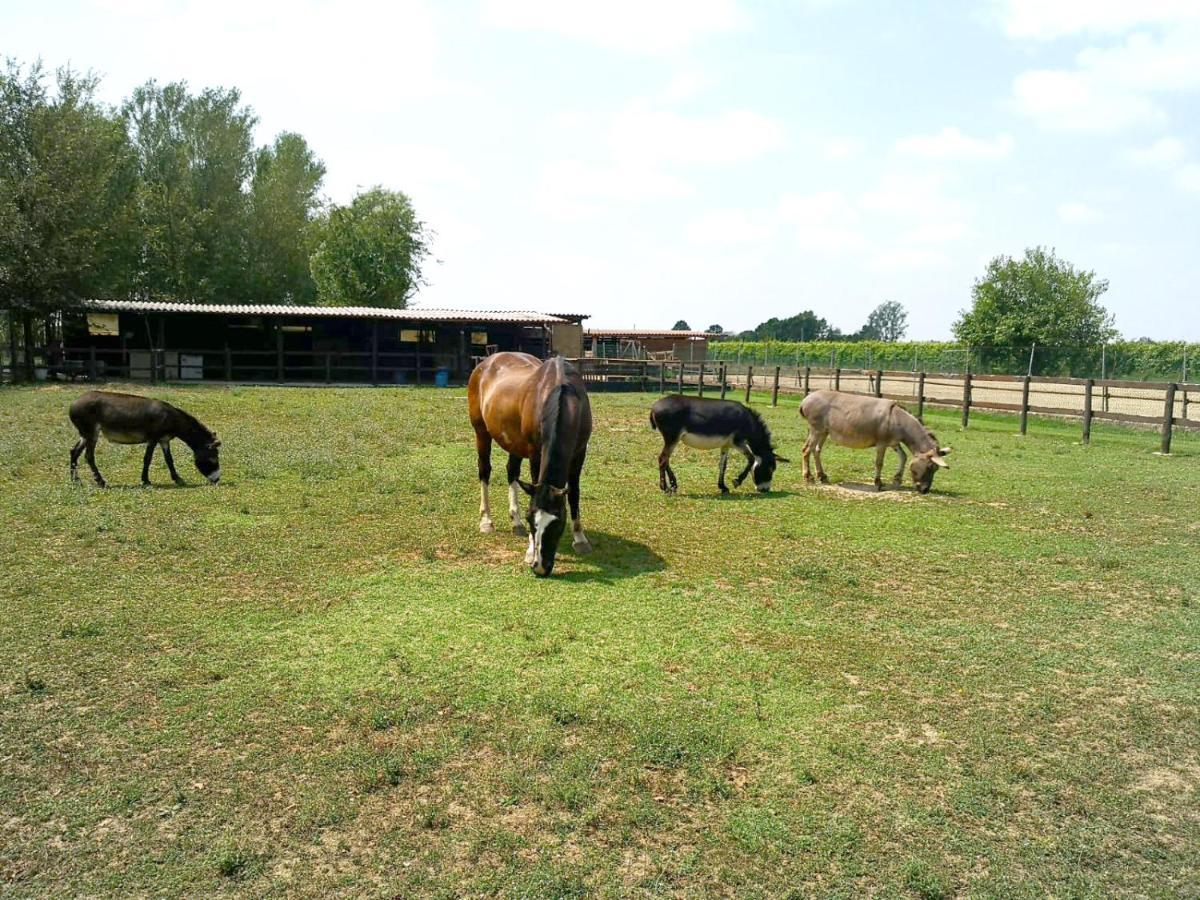 Agriturismo Casa Carpanelli Nonantola ภายนอก รูปภาพ